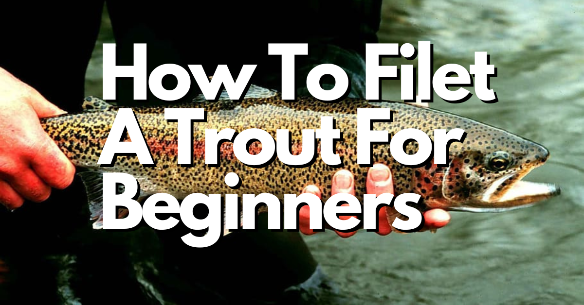 how to fillet a trout for beginners