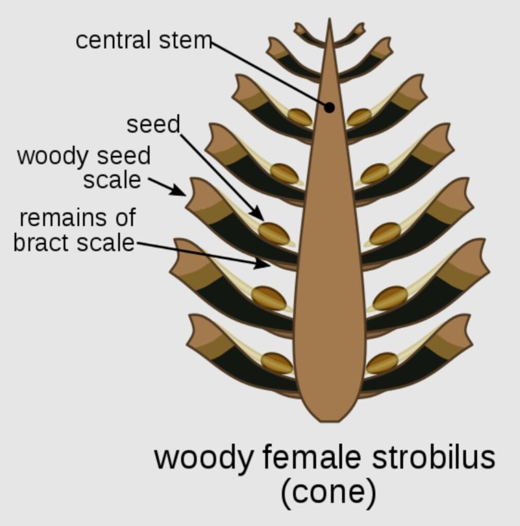 parts of a pinecone